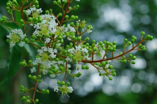 サルスベリ　百日紅　白い花の写真