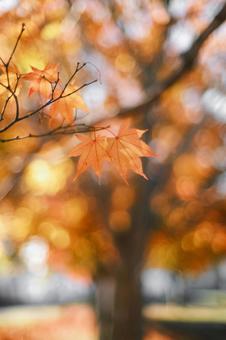 紅葉 紅葉の写真