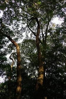 Looking up at the tall trees in the forest, woods, wood, takagi, JPG