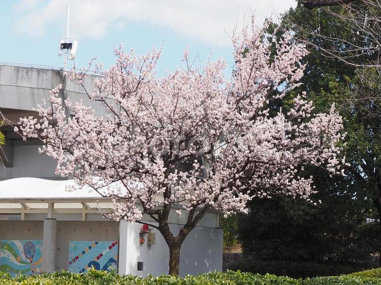 球場の隣にある満開の桜 桜,春,お花見の写真素材