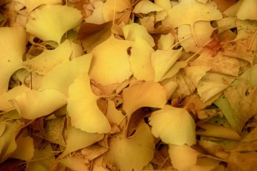Photo, ginkgo biloba, yellow leaves, fallen leaves, 