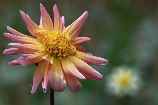 Photo, dahlia, flower, asteraceae plant, 