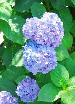 Hydrangea-05, JPG