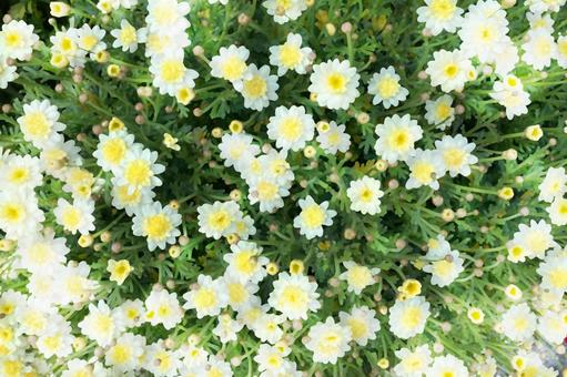 Spring white daisies blooming in the flowerbed, JPG Spring white daisies blooming in the flowerbed, daisy, white, full, JPG