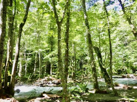 奥入瀬渓谷　青森県の写真