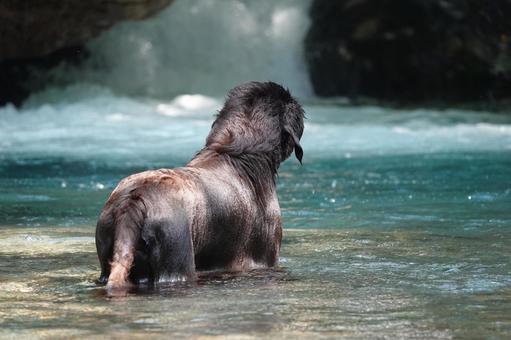 Photo, dog, large dog, retriever, 