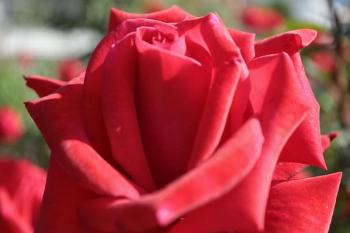 バラ園にて赤い薔薇を撮影しました バラ園にて赤い薔薇を撮影しましたの写真