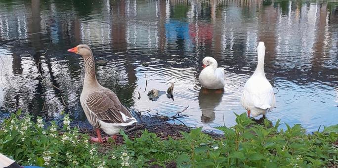 duck, JPG duck, creatures, a river, chuan, JPG