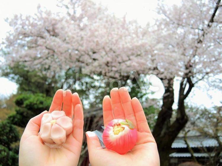 和菓子と桜 田舎,和菓子,菓子の写真素材