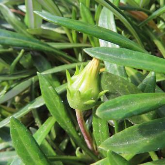 ガザニア ガザニア,花,花びらの写真素材