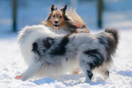 シェルティ 犬,シェルティ,冬の写真素材