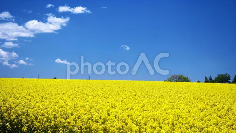 黄色いじゅうたんの菜の花畑 菜の花畑,観光地,コピースペースの写真素材