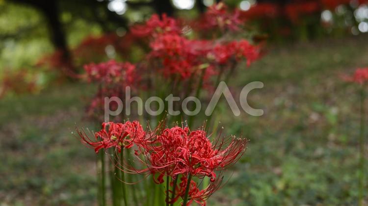 【花の写真】彼岸花 【花の写真】彼岸花 彼岸花,ヒガンバナ,花の写真素材