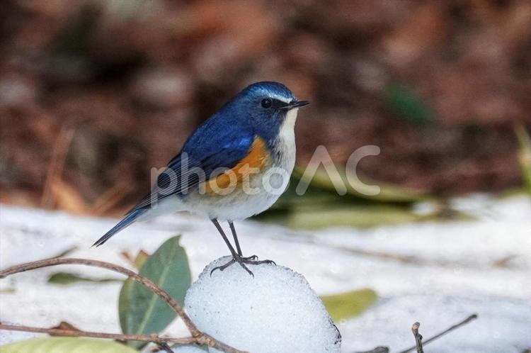 やっと出てきたね5 野鳥,生き物,動物の写真素材