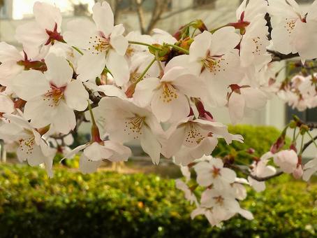 桜の花 桜の花 桜,満開,春の写真素材
