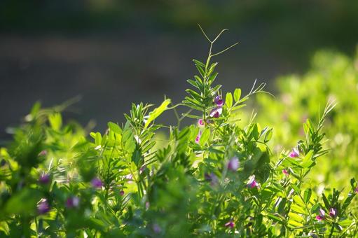 カラスノエンドウ カラスノエンドウ,野草,春の写真素材