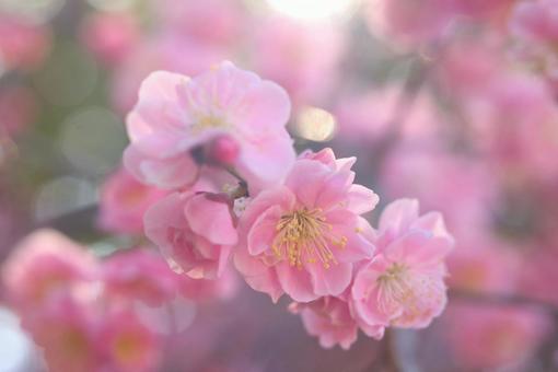 梅ふんわり 梅ふんわりの写真