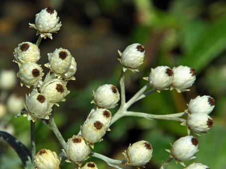 アナファリス・トリプリネルビス アナファリス,トリプリネルビス,anaphalisの写真素材