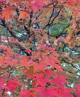 鮮やかな色彩の紅葉 鮮やかな色彩の紅葉の写真