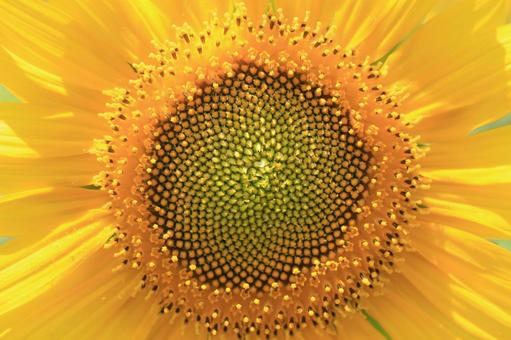 ひまわりの花 ひまわりの花の写真