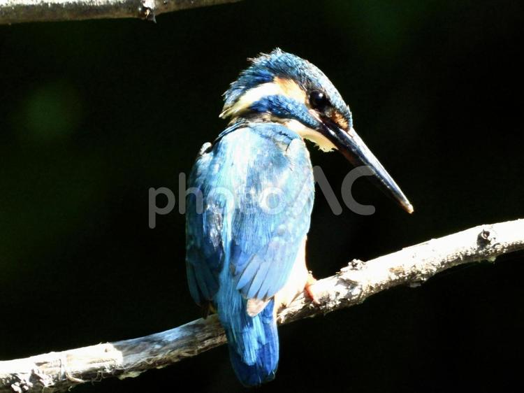 魚を狙うカワセミ 鳥,野鳥,カワセミの写真素材