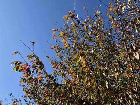 桜の木の紅葉 桜の木の紅葉 紅葉,桜,葉っぱの写真素材