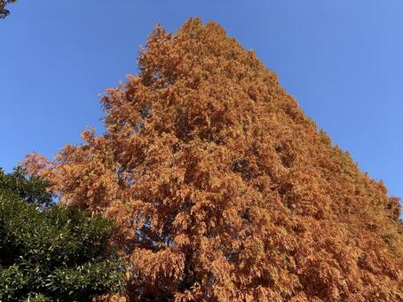 晩秋のメタセコイア。 メタセコイア,秋,木の写真素材