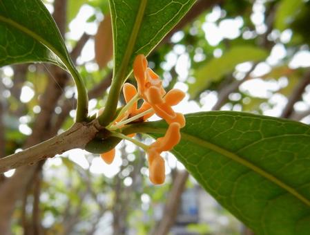 【花の写真】キンモクセイ/金木犀 【花の写真】キンモクセイ/金木犀 キンモクセイ,金木犀,植物の写真素材