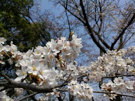 サクラ 桜,花,木々の写真素材