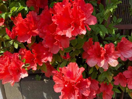 Bright red azalea flowers, JPG Bright red azalea flowers, JPG