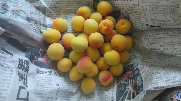 完熟した南高梅 梅,南高梅,完熟の写真素材