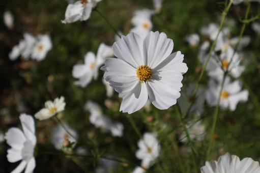 花畑の白い花びらのコスモスの花のアップ 花畑の白い花びらのコスモスの花のアップの写真