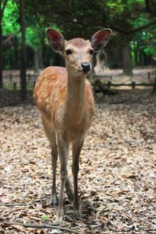 奈良公園シカ 奈良公園シカの写真