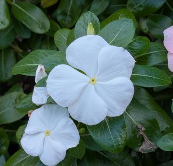 オールドメイド オールドメイド ニチニチソウ,花,自然の写真素材