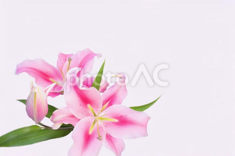 鮮やかなピンクのユリの花　無地背景1 ピンク,ユリ,大輪の写真素材