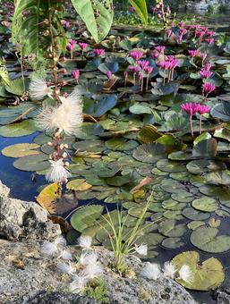 宮古島の花(サガリバナ) 宮古島の花(サガリバナ)の写真