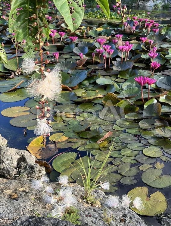 宮古島の花（サガリバナ） 宮古島,初夏,初夏の花の写真素材