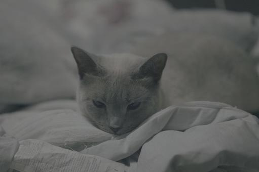 のんびりとした家猫の日常 のんびりとした家猫の日常 猫,ロシアンブルー,アップショットの写真素材