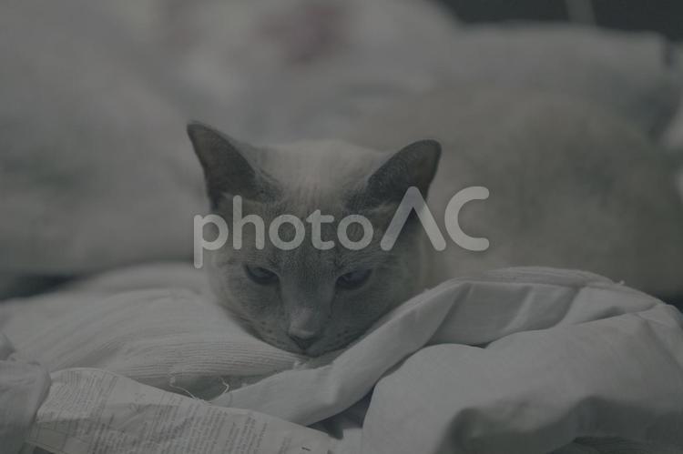 のんびりとした家猫の日常 猫,ロシアンブルー,アップショットの写真素材