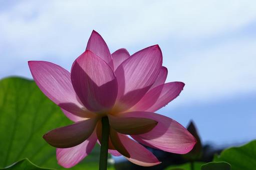 神聖な花 神聖な花の写真