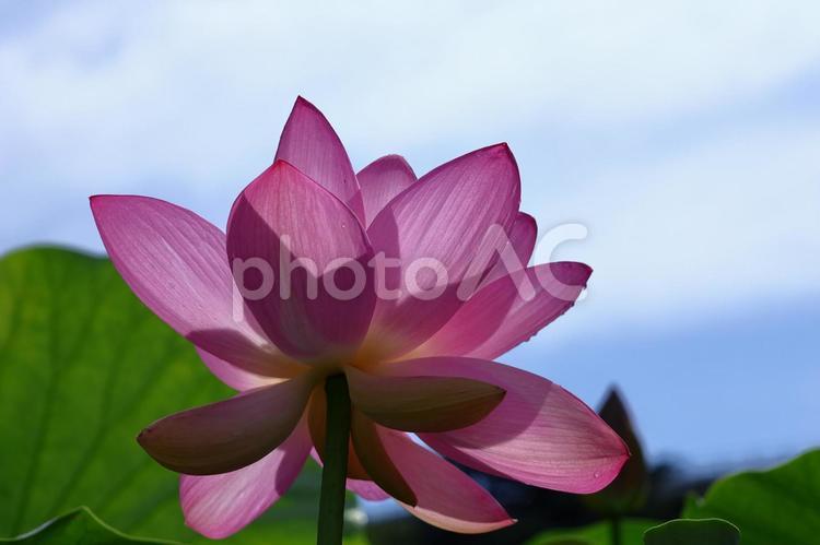 神聖な花 ハス,花,ハス科の植物の写真素材