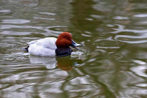 Swimming Pochard, JPG