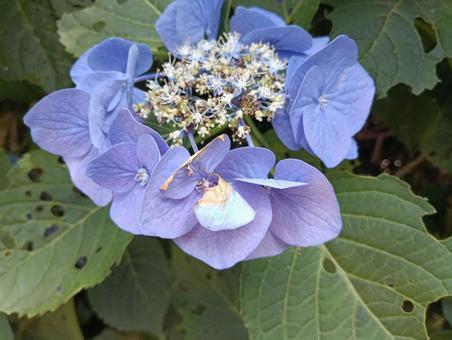 初夏の青い紫陽花 初夏の青い紫陽花の写真