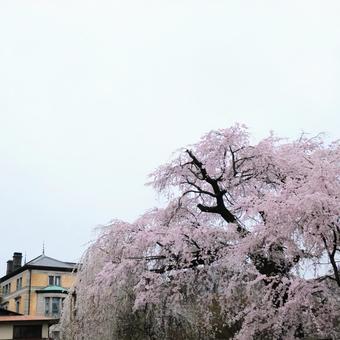 Photo, cherry blossoms, dead brown cherry tree, flower, 
