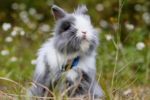 ペットのうさぎ うさぎ,ペット,干支の写真素材