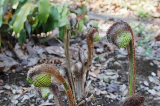 ゼンマイ・薇 ゼンマイ・薇 野草,風景,シダ植物の写真素材