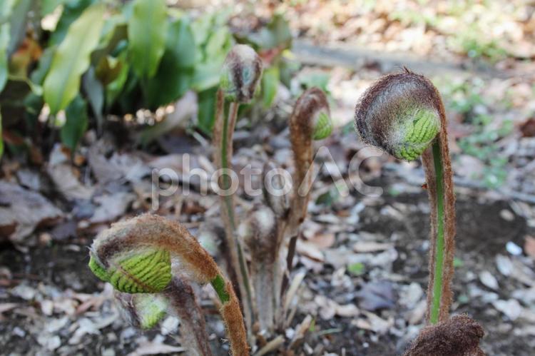 ゼンマイ・薇 野草,風景,シダ植物の写真素材