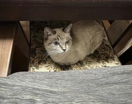 Rescue Cats, JPG