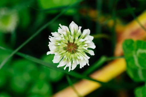 シロツメクサの写真