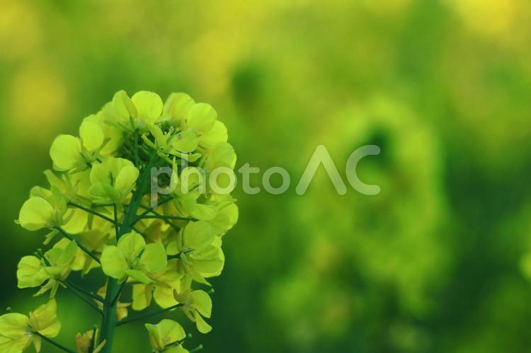 春の訪れを告げる花 菜の花,花,アブラナ科の写真素材